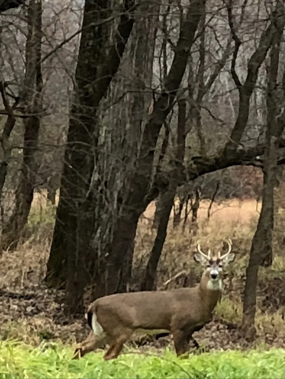 🦌 🦌 Pair of Metal Deer Decor